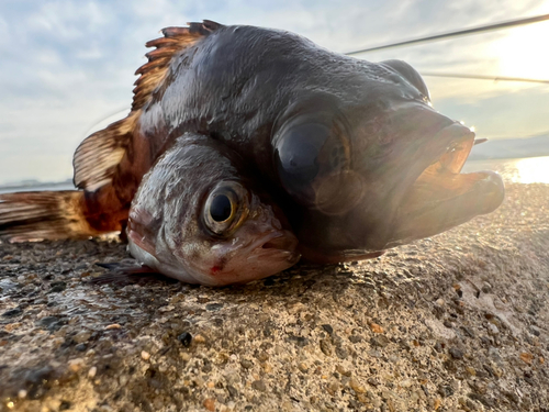 アカメバルの釣果