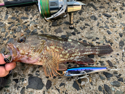 カサゴの釣果