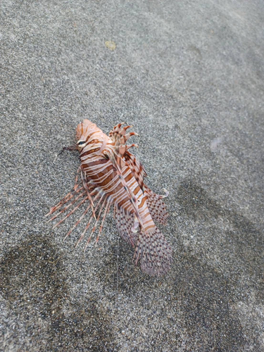 ミノカサゴの釣果