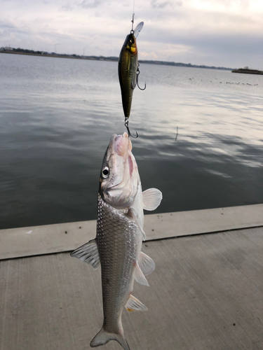 ニゴイの釣果