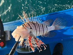 ミノカサゴの釣果