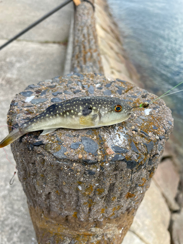 クサフグの釣果