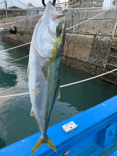 ヤズの釣果