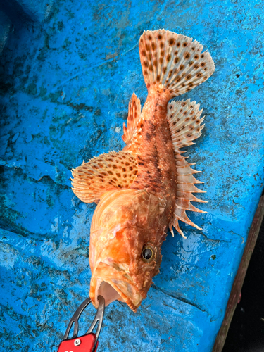 オニカサゴの釣果