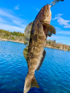 アイナメの釣果