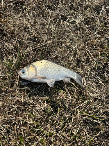 フナの釣果