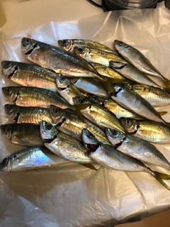 アジの釣果