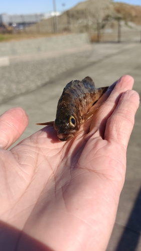 シロメバルの釣果