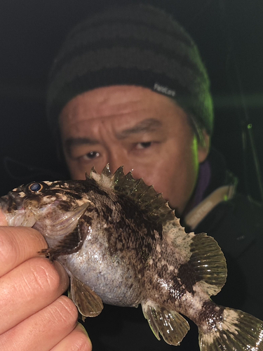 ムラソイの釣果