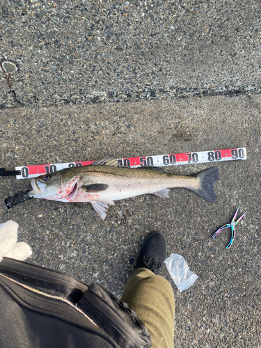 スズキの釣果