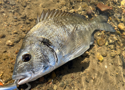 ミナミクロダイの釣果