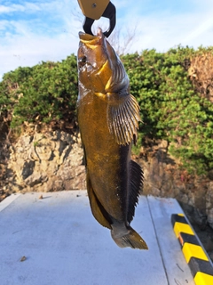 アイナメの釣果