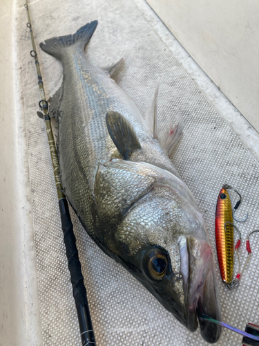 シーバスの釣果