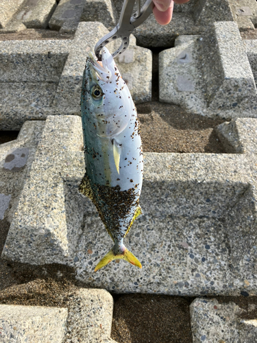 イナダの釣果