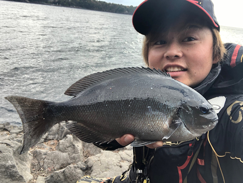 メジナの釣果