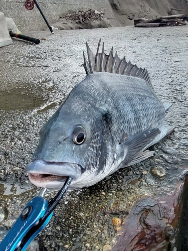 チヌの釣果