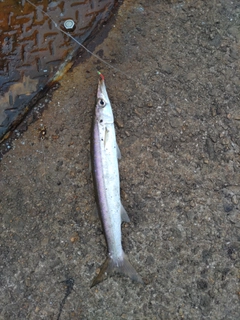 カマスの釣果