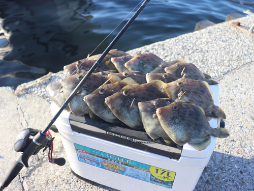 カワハギの釣果