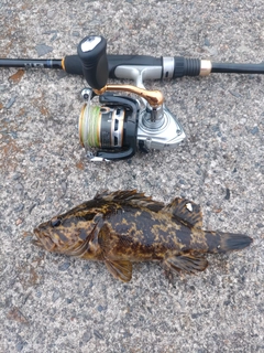 タケノコメバルの釣果