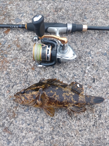 タケノコメバルの釣果