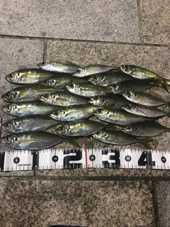 アジの釣果