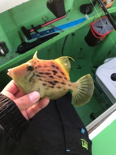 カワハギの釣果