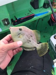 カワハギの釣果