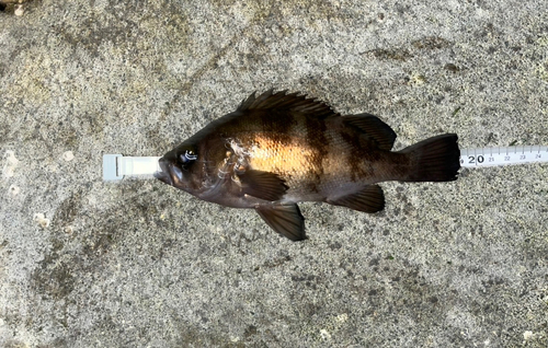 メバルの釣果