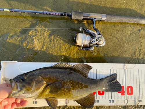 スモールマウスバスの釣果