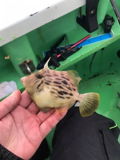 カワハギの釣果