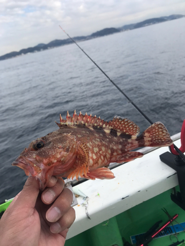 カサゴの釣果