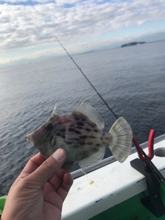 カワハギの釣果