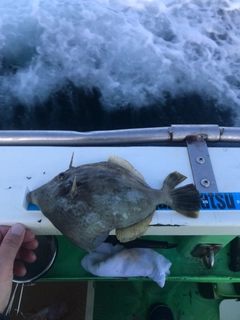 カワハギの釣果