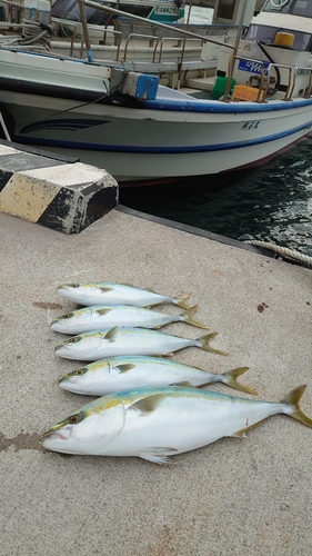 メジロの釣果