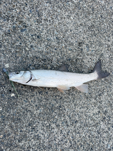 ウグイの釣果