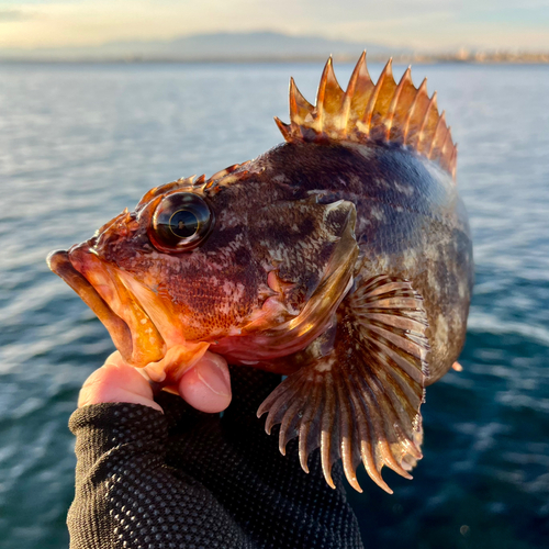 カサゴの釣果