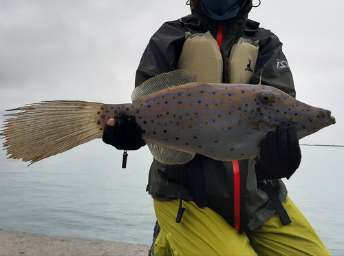 ソウシハギの釣果