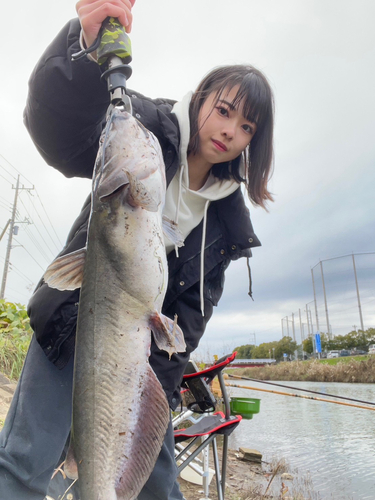 アメリカナマズの釣果