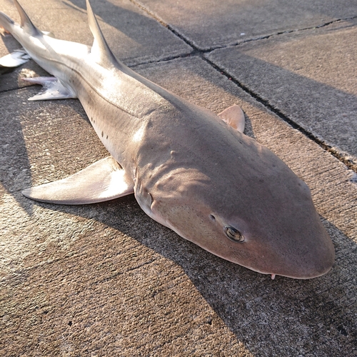 ドチザメの釣果