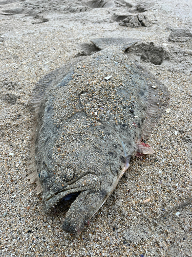 ヒラメの釣果