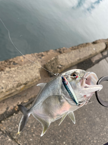 ロウニンアジの釣果