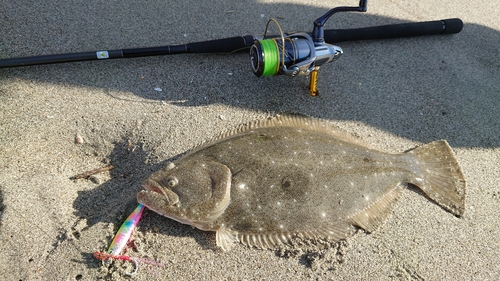 ヒラメの釣果