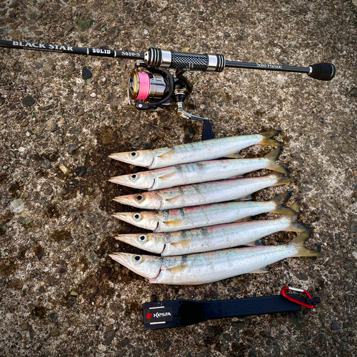 アカカマスの釣果