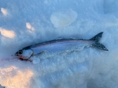 ヒメマスの釣果