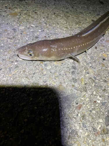 マアナゴの釣果