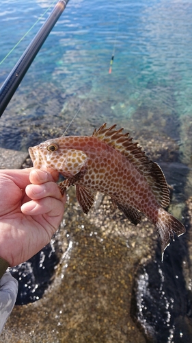 オオモンハタの釣果