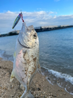 ガーラの釣果