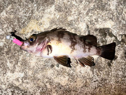 メバルの釣果