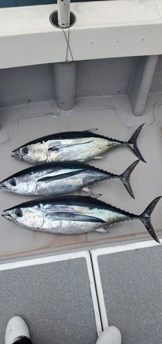 ビンチョウマグロの釣果