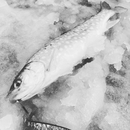 アメマスの釣果